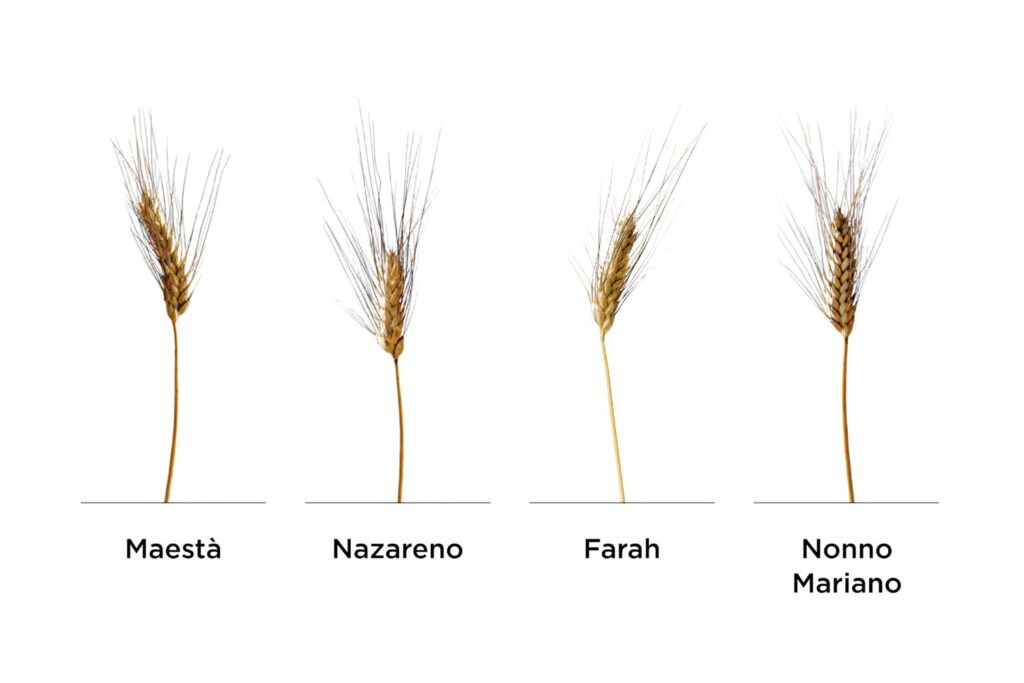Immagine delle spighe delle 4 varietà di grano duro Mancini