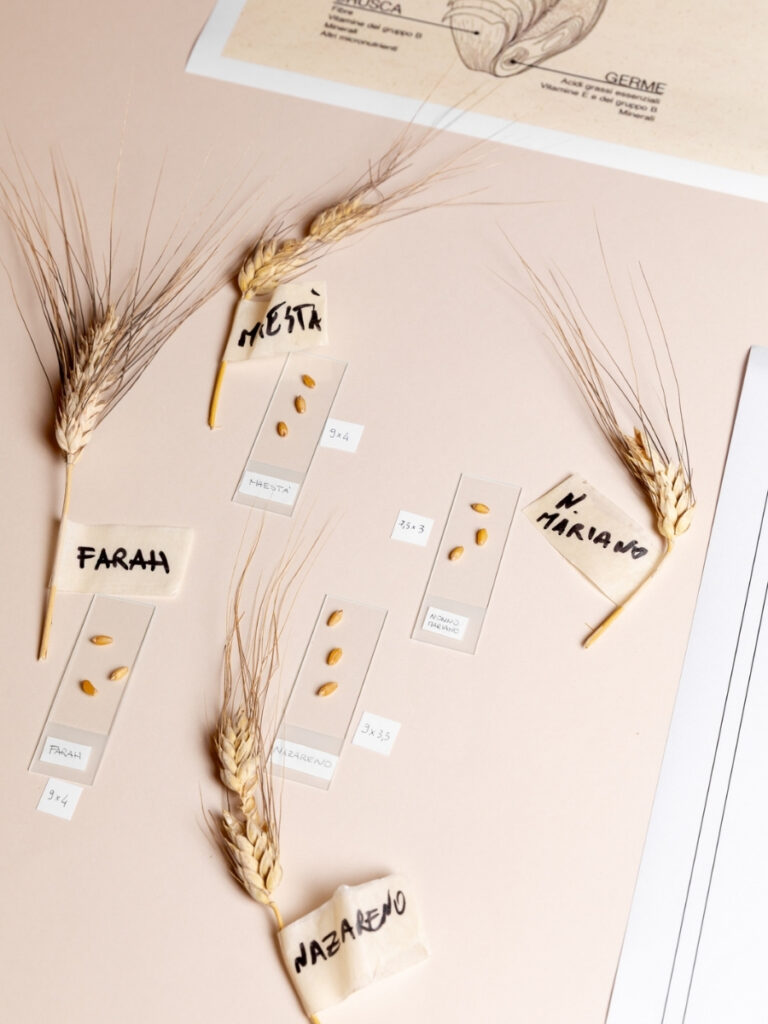 Immagine di dettaglio dello studio progettuali dei Chicchi di grano Mancini